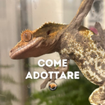 Come adottare un geco gestione, pratiche e condotta