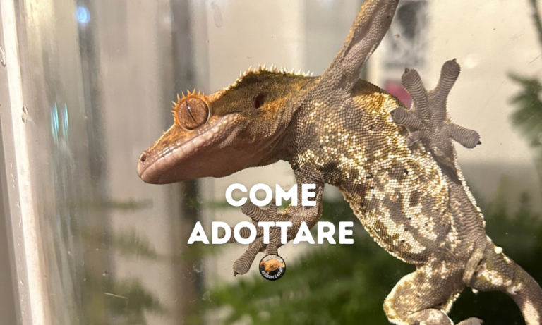 Come adottare un geco gestione, pratiche e condotta