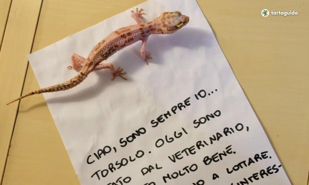 geco rescue raccolta dati