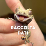 Raccolta dati statistici gechi