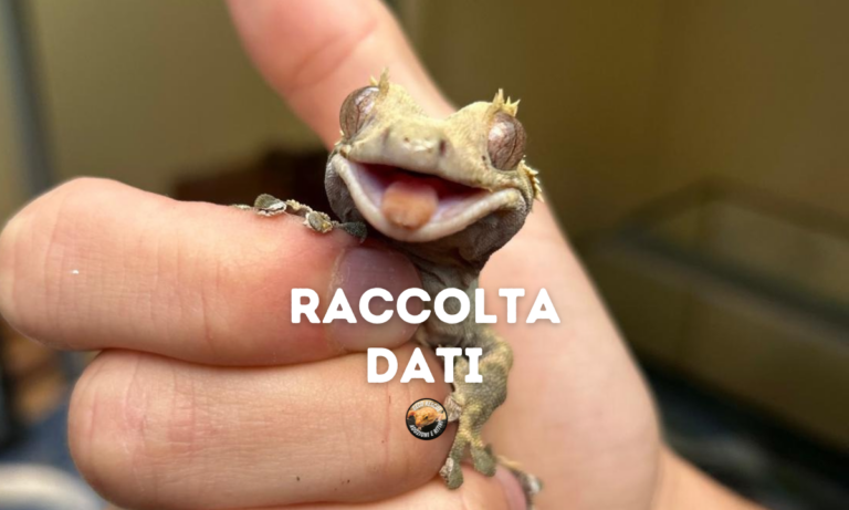 Raccolta dati statistici gechi