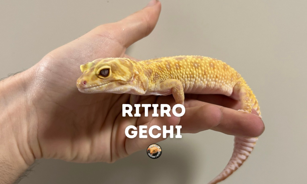 ritiro gechi come funziona e dove portarli