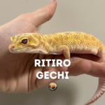 ritiro gechi come funziona e dove portarli