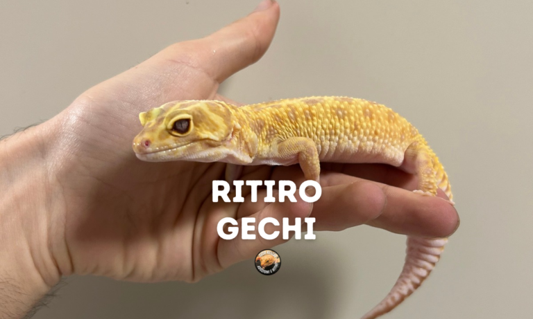 ritiro gechi come funziona e dove portarli
