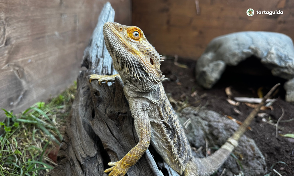 adozioni pogona a milano