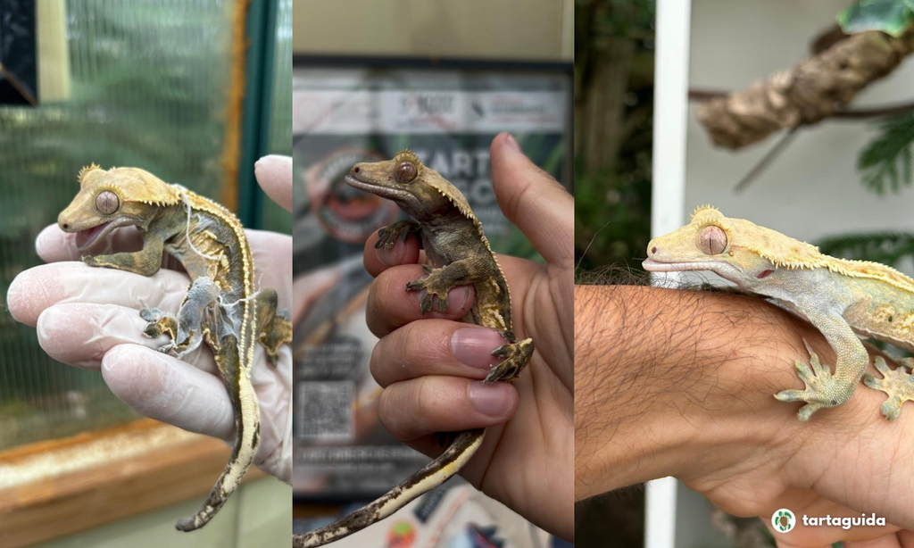 geco ciliatus mom 
