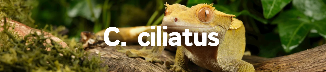 scheda allevamento geco ciliatus