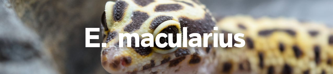 scheda allevamento geco leopardino
