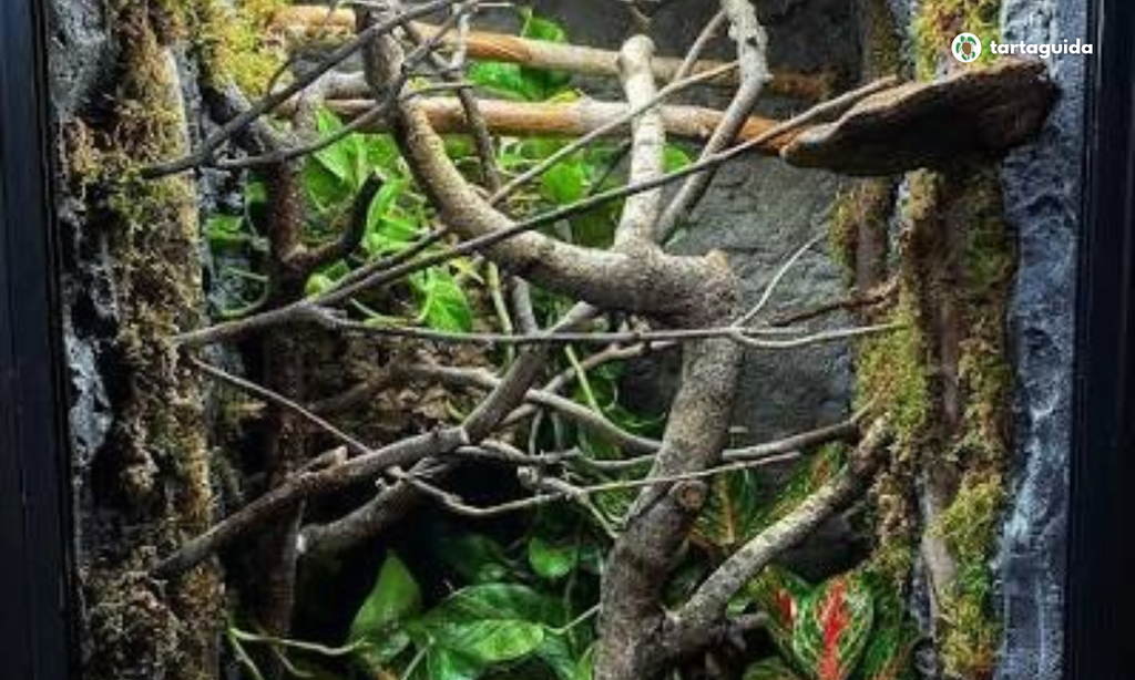 terrario per gechi ciliatus