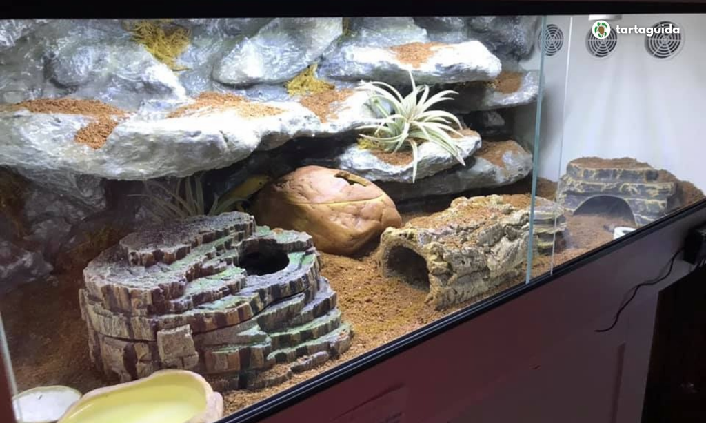 terrario per adottare geco